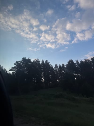 The image shows a landscape scene in Dospat, Bulgaria. The foreground consists of dark, grassy terrain. Behind the terrain, a dense line of tall, dark green coniferous trees forms a silhouette against the sky. The sky above is a clear blue, with scattered white cumulus clouds. The lighting suggests it is either early morning or late afternoon. There are no people or specific man-made objects visible in the frame.