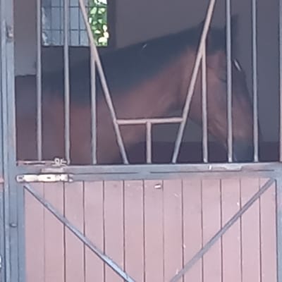 A horse is partially visible inside a stable. The horse is dark in color and appears to be standing. The stable has a wooden door with metal bars in front of the horse. The bars are spaced widely enough to allow a clear view of the horse's head and part of its body. Through the bars, a window or opening can be seen in the background, with some greenery visible outside. The overall scene suggests an outdoor or semi-outdoor stable environment. The image is pixelated and of low resolution, making fine details difficult to discern.