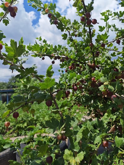 The image shows a close-up of a gooseberry bush with ripe berries in Krutinskiy, Russia. The bush is full of green leaves and clusters of gooseberries, which are predominantly deep red and purple, with a few lighter green ones also visible. The berries are round and slightly translucent, some with small stems still attached. The branches of the bush are thin and brown, covered in leaves that are lobed and serrated. In the background, out of focus, is a garden area with more greenery, suggesting an outdoor, possibly rural or suburban setting. The sky above is a bright blue with scattered white clouds, indicating a sunny day. In the lower left corner, a portion of a black tire is visible, possibly used as a planter or edging. No people are present in the image.