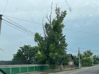 The image captures a street scene in Congaz, Moldova, under an overcast sky, suggesting it is a cloudy or possibly rainy day. The primary focus is a tall, mature tree with a significant portion of its upper branches appearing dead and bare, contrasting with the lush green foliage lower down. The tree stands beside a road with visible power lines running overhead, supported by utility poles.
In the foreground, a vibrant green fence with a decorative white railing runs along the side of the road, bordering a property. Behind the fence, several houses with dark roofs and some trees are visible. The road itself is paved and curves gently to the right, indicating a rural or semi-urban setting. There are no people visible in the image. The overall atmosphere is subdued due to the cloudy weather. No visible text is present.