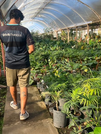 A person is observed from behind, walking along a narrow concrete path inside a greenhouse in Santa Rosa, Argentina. The individual, an adult male, wears a black and blue striped athletic shirt with "BBVA Frances" printed in white on the back, olive-drab shorts, and light-colored sneakers, one of which has "VANS" visible on the heel. Tattoos are present on both calves: a dark, abstract design on the right calf and a stylized "C" on the left calf. The greenhouse features an arched, translucent plastic roof supported by a metal framework and wooden posts. Numerous plants of various species, primarily tropical foliage such as palms, philodendrons, and peace lilies, are densely arranged in black plastic nursery bags and dark pots on both sides of the pathway, extending into the background. Some larger plants are contained in repurposed black barrels. Natural light filters through the roof, illuminating the scene. A single incandescent light fixture is visible hanging from the ceiling structure. No other individuals are present, and the person is solely engaged in walking through the plant-filled environment.