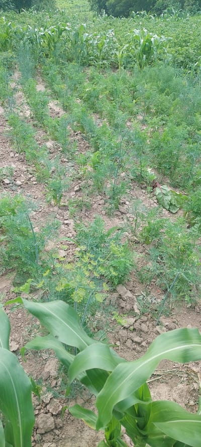 The image depicts a field with rows of crops, likely a farm. The main subjects are the plants themselves, including what appears to be corn plants with their large, broad leaves, and a dense ground cover of smaller, feathery green plants, possibly dill or a similar herb. The soil between the rows is visible and appears dry and somewhat cracked, suggesting a warm, possibly dry weather condition. In the upper left and right portions of the image, larger green foliage, potentially trees or other vegetation, forms a backdrop.

The scene is set outdoors in a rural agricultural environment. The orientation of the image is vertical, and it appears to be taken at a medium distance, capturing a section of the field. There are no people visible in the image, and no specific activity is taking place beyond the natural growth of the plants. The lighting suggests it is daytime, with no strong shadows indicating either early morning or late afternoon. The overall impression is one of a cultivated field under natural light.

Notable details include the distinct growth patterns of the corn and the other herb. The feathery plants are very dense and appear to be flowering in some areas, with small yellow clusters visible. A few large, reddish-green leaves, possibly from a beet plant, are also interspersed among the smaller green plants. The soil is a light brown color.

The location context is Cherepynka, Ukraine. There is no visible text in the image.