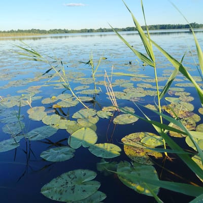 The image depicts a tranquil natural scene on a lake, possibly located in Vecslabada, Latvia. The foreground is dominated by lush green lily pads floating on the dark blue water. Tall reeds with long, slender leaves grow from the water's edge, partially obscuring the view of the lake. In the distance, a dense forest lines the horizon, its reflection shimmering on the calm surface of the water. The sky above is a clear, pale blue, with a single small cloud drifting lazily. The overall impression is one of peace and natural beauty. There are no people or animals visible in the image.