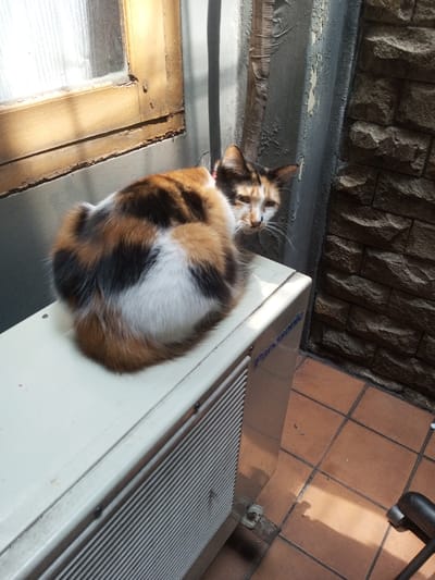A calico cat sits curled up on top of a white Panasonic air conditioning unit. The unit is positioned outside, next to a window with a wooden frame and a gray wall. Tiled flooring surrounds the unit. Part of a stone brick wall is visible on the right side of the frame. The cat looks directly at the camera with its head slightly turned.