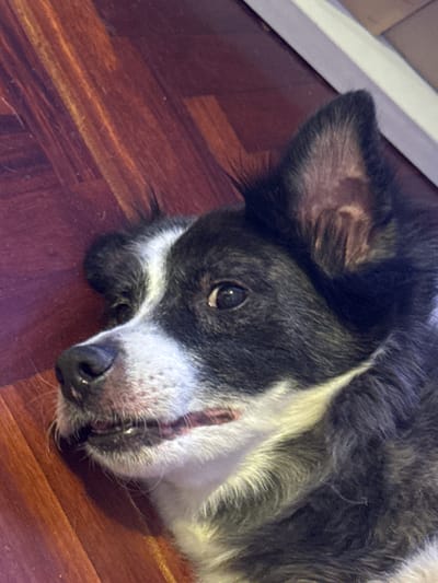 A close-up, eye-level shot features a dog lying on a wooden floor. The dog, with black and white fur, is positioned on its side, facing left. Its mouth is slightly open, revealing its teeth and tongue, and its eyes are open and looking to the left. The floor is made of polished, dark red wooden planks. A sliver of a white baseboard is visible in the upper right corner of the image, suggesting an indoor setting. The lighting appears to be artificial, casting soft shadows. The image does not contain any information about the city of Vigo, Spain.