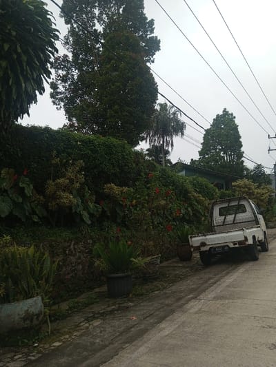The scene depicts an outdoor environment in Thotagamuwa, Sri Lanka, under an overcast sky. A white, older model Mitsubishi pickup truck (license plate F 8003 DH) is parked on a concrete path, facing away from the viewer and angled slightly to the left. The truck's tailgate is lowered, exposing a basic metal frame within the bed. To the left of the path, a steep, densely vegetated embankment rises, covered with diverse plant life including large-leafed plants, numerous green shrubs forming a thick wall, and several plants bearing vibrant red flowers. Along the immediate edge of the path in the foreground, several potted plants are visible, including one resembling a snake plant and another with a cycad-like appearance. Above the embankment, against the light grey sky, tall, dark green trees, including a prominent evergreen and a palm, are present. In the upper right quadrant of the image, multiple overhead power lines are strung between utility poles. A structure with a green roof is partially visible amidst the foliage behind the trees on the right. No individuals, direct actions, or interactions are depicted within the scene.