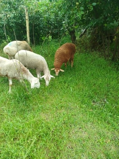 The image depicts a flock of four sheep grazing in a grassy area surrounded by lush green foliage. The sheep, of varying shades of white and brown, are positioned across the frame, with their heads down as they eat. One sheep, distinctly brown, is towards the right of the image, while three lighter-colored sheep are grouped to the left. The environment appears natural and uncultivated, with a rough wooden post visible behind the sheep on the left. The lighting suggests an overcast or shaded day, creating a diffused light across the scene. The location is identified as Ananyevo, Kyrgyzstan.