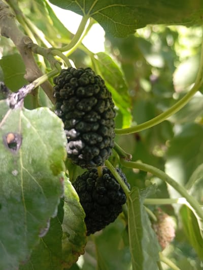 A close-up, eye-level, outdoor shot focuses on two ripe black mulberries hanging from a branch amidst green leaves. The mulberries are dark and textured, with a clustered appearance. The surrounding environment is lush and green, suggesting a natural setting. The image appears to be taken during the daytime, with sunlight filtering through the leaves, creating highlights and shadows. The location is identified as the city of Ararat, Armenia.