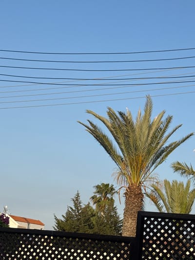 The image depicts a clear blue sky with several parallel power lines stretching horizontally across the upper portion. In the foreground, a dark lattice fence is visible. Behind the fence, a mature palm tree with a thick, textured trunk and fanned green fronds dominates the center of the frame. To the right of this palm tree, another palm tree is partially visible, and further in the background, a cluster of evergreen trees and a house with an orange tiled roof are present. The setting appears to be a residential area in Paralimni, Cyprus, characterized by its clear sky and typical Mediterranean vegetation.