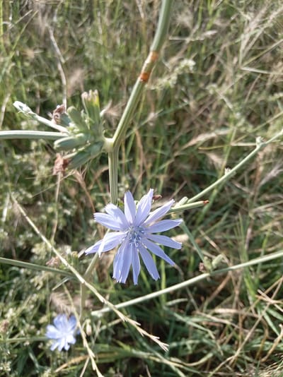 A close-up, eye-level, outdoor shot focuses on a single, pale blue chicory flower in bloom. The flower, positioned slightly to the left of center, is in sharp focus with delicate, ray-like petals fanning out from a central disk of pale blue stamens. The stem supporting the flower is light green and textured, with small brown marks visible. Behind the prominent flower, another smaller, blurry blue chicory flower is present. The background is a soft blur of dry grass, with hints of green vegetation and thin stalks. The overall impression is of a natural, uncultivated environment. The location is identified as Azadbash, Uzbekistan.