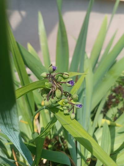 A close-up, eye-level, outdoor shot focuses on a cluster of developing purple flowers and green buds on a plant. The flowers are small, with purple petals partially unfurled. The buds are numerous and green, some with fuzzy exteriors. The plant has long, green, sword-like leaves that fill the background, some in sharp focus and others blurred by depth of field. The lighting suggests a sunny day, casting shadows from the leaves onto the plant itself. In the blurred background, there is a light-colored wall and hints of other foliage. The setting is likely a garden or yard in Skidzieĺ, Belarus, given the plant's growth and the natural lighting. There are no people or animals visible in the image.