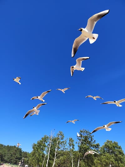 A flock of seagulls flies against a bright blue sky. The birds are primarily white with black wingtips and black markings on their heads. Several seagulls are in mid-flight, their wings spread wide. In the background, a line of green trees and a hint of a sandy beach suggest a coastal location. The bottom of the image shows a few people on the beach and some birch trees with white trunks. This scene is consistent with the coastal areas of Solnechnoye, Russia, a resort town on the Gulf of Finland known for its beaches and natural environment.