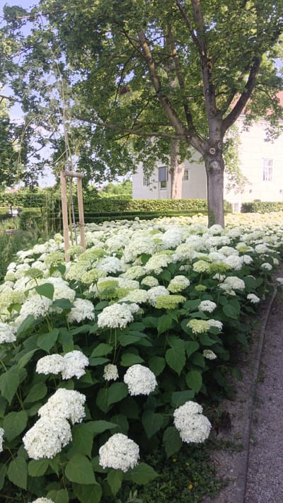 The image depicts a lush garden area with a large bed of white hydrangeas in full bloom. The hydrangeas are densely packed, creating a vibrant display of white and pale green blooms against a backdrop of dark green foliage. Behind the flowers, a mature tree with thick branches and green leaves stands prominently, its trunk textured and weathered. In the background, a light-colored building with windows is visible, suggesting an urban or semi-urban setting. A gravel path runs along the right edge of the image, bordering the flower bed. The overall scene is tranquil and natural, with hints of human landscaping evident in the organized planting and the building. It is possible this scene is located in Sankt Pölten, Austria, given its aesthetic.