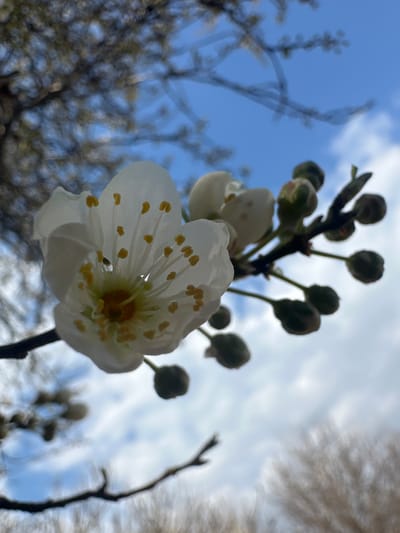 The scene is an outdoor close-up, occurring in Choba, Bulgaria. The precise location within Choba is not visually identifiable from the image. The primary subject is a sharply focused white five-petaled flower featuring a cluster of yellow-tipped stamens and a central pistil. This flower is situated on a dark branch extending from the lower left. To the right and slightly behind, on the same branch system, are multiple green and dark brown flower buds in various stages of development, along with a second, partially visible white flower. The background consists of a bright blue sky with scattered white clouds, particularly in the lower right quadrant. Out-of-focus, dark-toned tree branches, likely deciduous, are visible in the upper and lower background. No individuals or animals are present.