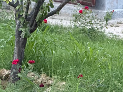 The image depicts a garden scene in Sardoba, Uzbekistan. A tree with a dark, textured trunk stands prominently on the left side of the frame, its branches extending upwards and adorned with green leaves. In front of the tree and to its right, several red roses are in bloom, adding a vibrant splash of color to the predominantly green landscape. The ground is covered with lush, tall grass, and some scattered rocks are visible near the base of the tree. In the background, a light-colored building with a brown window frame and a section of concrete wall can be seen, suggesting a residential or utilitarian structure. The overall environment appears to be an outdoor, possibly residential, setting characterized by overgrown vegetation and a simple, rustic aesthetic.