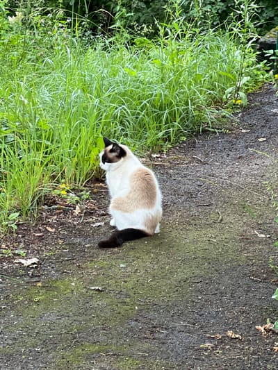 A medium shot captures a Siamese-mix cat sitting on a dirt path outdoors. The cat is facing to the left, with its body angled away from the camera. It has white fur with light brown markings on its back and head, and a black tail. The path is dark and appears to be slightly damp, with patches of green moss. To the left of the path, tall green grass and foliage create a dense background. The scene is set in a natural, outdoor environment, possibly a park or a garden, in Alexandrovskaya, Russia.