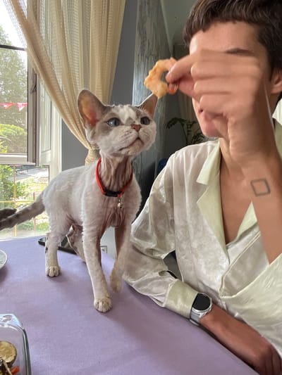 A person, their face obscured by a hand holding a shrimp, is seated at a table covered with a lilac tablecloth. They are wearing a cream-colored pajama-like shirt and a wristwatch. Beside them, a Sphynx cat with white and grey fur, wearing an orange collar with a bell, stands on the table, looking up towards the shrimp. The background shows a window with sheer curtains, through which greenery is visible, suggesting an outdoor setting. The scene appears to be indoors, in a residential environment, potentially in the city of Veljaminovo, Russia.