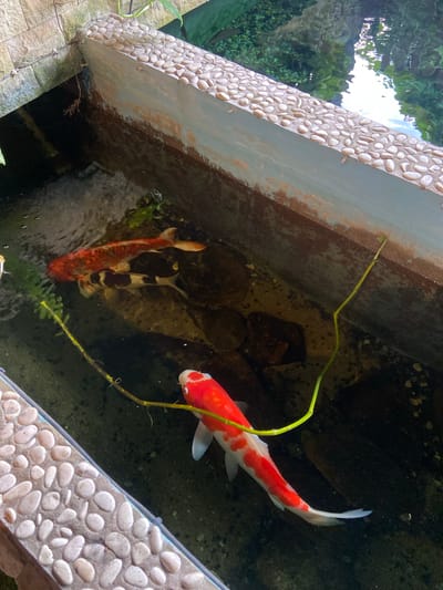 In Rengat, Indonesia, this image captures a Koi pond, likely an ornamental feature. The pond is framed by textured walls, one with a decorative border of small, smooth stones, and another with visible brickwork. The water is murky, with a few submerged rocks visible on the pond floor. Two Koi fish are the primary subjects: one a vibrant orange and white, the other a striking black and white pattern. A thin, green aquatic plant extends into the water, a vibrant contrast against the darker tones of the pond. The overall impression is of a serene, naturalistic setting, possibly in a garden or a public space within Rengat.