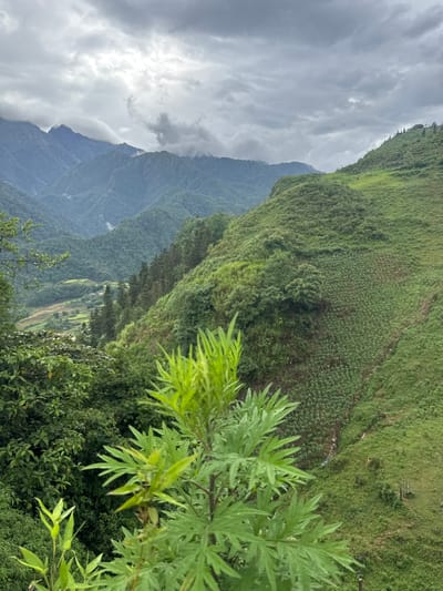 The image shows a landscape view from a high vantage point, likely in or near Cat Cat Village, Vietnam, given the mountainous terrain, lush vegetation, and the presence of cultivated terraced fields on the slopes. The foreground features green foliage, likely from trees or shrubs, partially obscuring the view below. The middle ground consists of a steep hillside covered with dense green vegetation, potentially showing agricultural terraces and a narrow trail. The background reveals a more distant mountain range with muted blue and green tones, partially obscured by overcast skies and clouds. The overall atmosphere suggests a humid, mountainous environment, typical of the region. No people are visible.