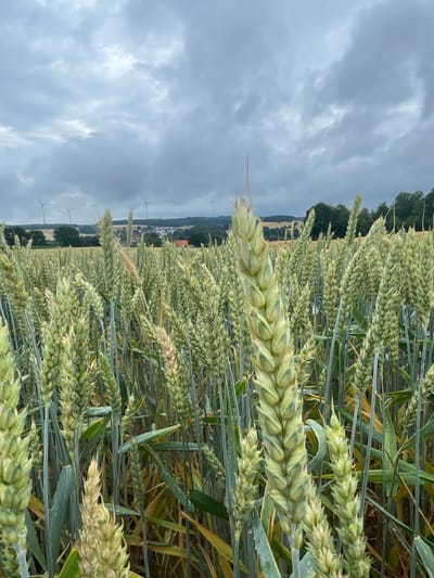 An outdoor, eye-level, full shot captures a close-up view of green wheat stalks in a field under a cloudy sky. The foreground is dominated by the textured green heads of wheat, with one stalk prominently in focus, its individual grains visible. In the mid-ground and background, the field extends, with more wheat stalks, some showing hints of yellowing. Beyond the field, a tree line separates it from a distant village or small town with red-tiled roofs. Further in the distance, several wind turbines are visible on rolling hills, with more trees scattered across the landscape. The sky is overcast with heavy, grey clouds, suggesting a possibility of rain. The overall scene depicts an agricultural landscape, possibly in Hattendorf, Germany, given the presence of wind turbines and the architectural style of the distant buildings. There are no people or animals in the frame, and no discernible actions or interactions are taking place. The environment is natural and rural.