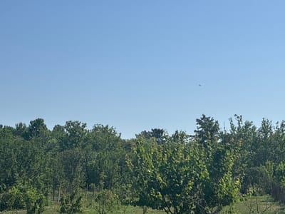 The image shows a clear, light blue sky above a dense line of green trees. In the upper right quadrant of the sky, a small, dark object, possibly a bird or insect, is visible in flight. The trees form a natural barrier, with varying shades of green indicating different types of foliage and depths. The foreground is also filled with greenery, suggesting a natural landscape or a park-like setting. No people or man-made structures are prominently featured in the scene. The overall impression is one of a serene, sunny day in a rural or semi-rural environment. The city of Copanca, Moldova, is mentioned as the location, implying this is a snapshot of its natural scenery.