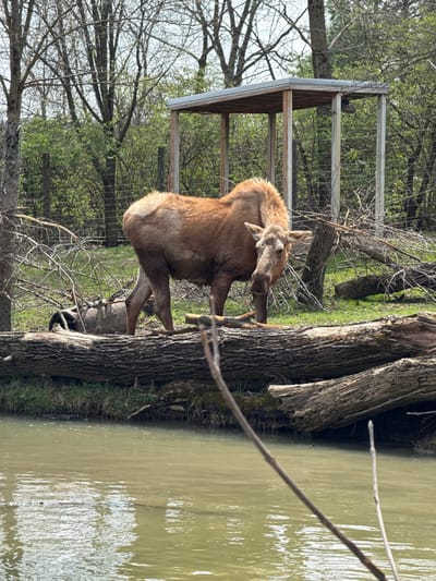 A moose stands in a wooded area next to a body of water at the Columbus Zoo and Aquarium in Powell, Ohio, USA. The animal is light brown and appears to be eating or interacting with a tree. A small wooden structure with a roof is visible in the background, surrounded by bare trees and greenery. The body of water is murky.
