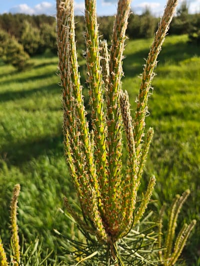 The image shows a close-up of a young pine tree in a field of green grass. The tree has multiple green stems with orange and white detailing. In the background, there is a blurred line of trees and a patch of blue sky. The location is Заречье, Russia.