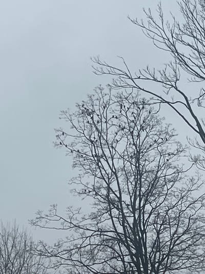 The image shows a view of tree branches against a gray sky. The branches are bare, suggesting it is either winter or early spring. There are small, dark objects clustered near the ends of the branches that appear to be birds. The sky is uniformly gray, implying overcast conditions. The image was taken in Town of Cortlandt, United States of America.