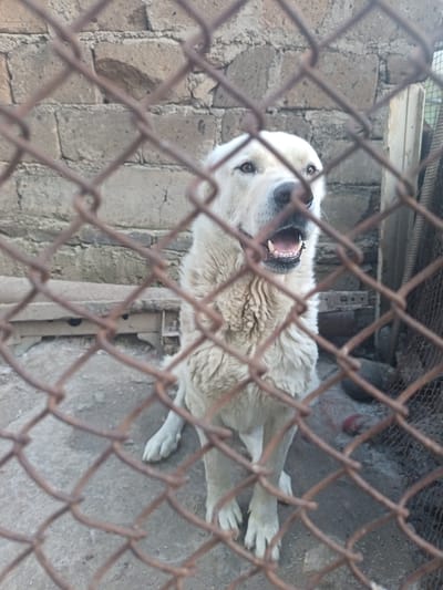 A large, light-colored dog is visible behind a rusty chain-link fence in Nor Geghi, Armenia. The dog is looking directly at the camera with its mouth open, revealing its teeth and tongue. The dog's fur appears thick and somewhat shaggy. The background consists of a rough, concrete block wall and a grey, gritty ground surface. There are some indistinct objects and debris on the ground to the right of the dog. The overall environment suggests an outdoor enclosure or yard.