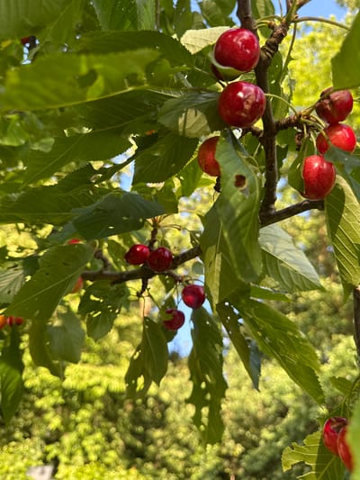 In Herford, Germany, a close-up, low-angle shot reveals a cherry tree laden with ripe, red cherries. The cherries are clustered on branches, some partially obscured by vibrant green leaves, many of which show signs of insect damage with small holes. Sunlight filters through the foliage, creating a dappled effect on the leaves and fruit. The background is a soft blur of green foliage and bright sunlight, suggesting an outdoor setting during the daytime. The image is focused on the cherries and leaves, with no people or other identifiable subjects present.
