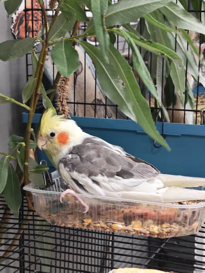 A cockatiel with a yellow crest, white head, grey wings, and a yellow tail is perched in a clear plastic food container filled with birdseed. The bird is positioned within a black metal cage. To the left of the bird, a branch with green leaves and seed pods extends upwards. In the background, a blue cage liner is visible, and behind that, a patterned object and more greenery. The scene appears to be indoors, with natural light. The bird is looking to the left with its beak slightly open. Its right foot is visible, resting on the birdseed. The time of day and weather are not discernible from the image. No visible text is present.