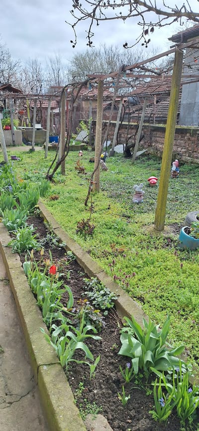 A garden in Letnitsa, Bulgaria, is depicted under an overcast sky during early spring. The foreground presents a rectilinear flower bed, bordered by concrete blocks, filled with dark soil. Within this bed, green shoots of various plants are emerging, including several tulip plants, one displaying a red bloom, and clusters of smaller green plants with purple flowers. Adjacent to the flower bed, the ground is covered in dense, low-lying green vegetation intermixed with small purple blossoms.
In the midground, several weathered posts, possibly concrete or wood, support an overhead trellis or pergola structure with dormant vine branches. This area is characterized by a grassy ground cover mixed with weeds. Scattered across this space are multiple garden ornaments, specifically a grey rabbit figurine, a red mushroom figurine, and a traditional garden gnome figurine dressed in blue and red. A blue tire repurposed as a planter is visible on the right edge.
The background reveals a series of residential or utilitarian structures with weathered red tiled roofs, partially obscured by a brick wall and a sparse collection of deciduous trees, some with visible buds. No individuals are present or engaged in any activity within the observed scene.