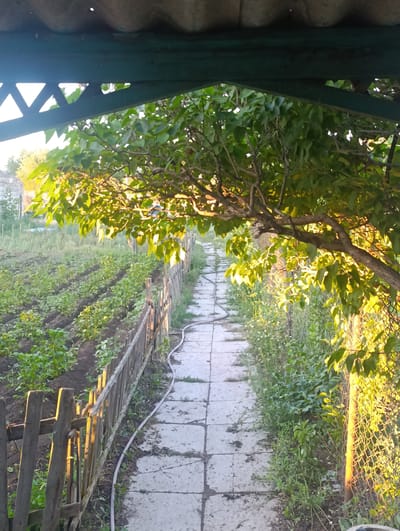 This media file depicts an outdoor scene, likely a backyard garden, framed by a wooden structure with a corrugated roof overhead. The time of day appears to be late afternoon or early evening, as indicated by the warm, golden sunlight filtering through the leaves of a large tree in the foreground.
The main subjects are the garden itself and the pathway leading through it. The garden features neat rows of young plants, possibly vegetables, with dark soil. A rustic wooden fence runs alongside the garden, bordering a paved pathway made of square concrete slabs. A purple hose lies coiled along the pathway and fence. On the right side of the pathway, a chain-link fence encloses overgrown vegetation with small white flowers.
The scene suggests a peaceful, rural or suburban setting, with the garden hinting at cultivation and domesticity. The soft lighting and the lush greenery evoke a sense of calm and natural beauty. There are no visible people or text in the image. The overall impression is one of a tranquil, sun-dappled garden on a pleasant day.