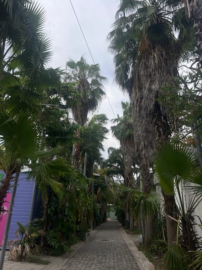 A narrow, paved alleyway lined with lush palm trees and tropical foliage winds through a residential or commercial area. The pavement is made of interlocking gray bricks. Buildings, some with brightly colored facades like a striking purple wall on the left, flank the alley. Overhead, power lines crisscross the sky, which is overcast. The scene suggests a warm, humid climate, typical of El Tunco, El Salvador, a coastal town known for its surf beaches and bohemian atmosphere. The alley appears quiet and unpopulated at the moment the photograph was taken.