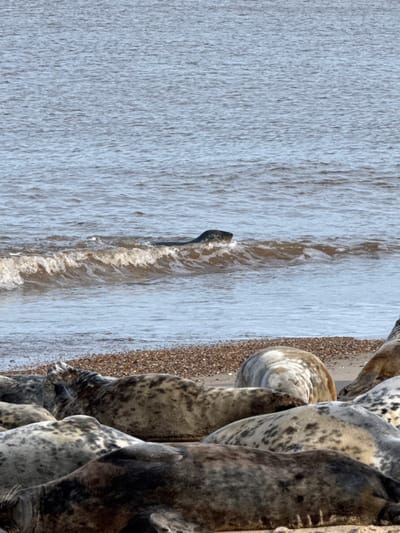 The image displays a coastal scene on the North Norfolk coast, United Kingdom, characteristic of a grey seal colony such as Blakeney Point or Horsey Beach. In the foreground, a group of at least nine grey seals (Halichoerus grypus) are resting inertly on a shingle and sandy beach. Their pelts exhibit variegated patterns of grey, white, and black mottling. In the midground, a single grey seal is partially submerged in the water, with its head and upper back visible above an incoming wave. The sea beyond appears calm, displaying a muted grey-blue hue. No human subjects or artificial structures are present.