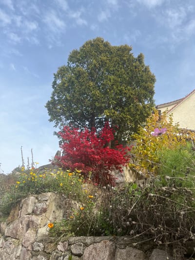The image displays an outdoor scene in Oppenau, Germany, characterized by dense foliage and architectural elements under a partially cloudy blue sky.

The foreground features a multi-tiered stone retaining wall, constructed from irregularly shaped, earthy-toned rocks. The top of this wall supports a verdant garden bed. Immediately above the wall, to the left, are various herbaceous plants, including several with yellow and orange blossoms, and some dried stalks.

Dominating the midground is a large, dense evergreen tree with deep green foliage. Directly in front of its trunk, a smaller, vibrant red-leaved shrub, consistent with a Japanese maple, is prominently displayed. To the right of the red shrub, a yellow-leaved deciduous bush is visible, intermingled with other dry plant matter, and a single light pink cosmos flower. Partially obscured behind the red shrub and the large evergreen is a dark, possibly metal, object resembling a light fixture on a pole.

In the upper right quadrant, a portion of a building is visible. It features a light-colored (likely beige or cream) stucco or painted facade and a sloped roof with orange or terracotta-colored tiles. No individuals, animals, or explicit actions are present within the frame. The perspective is low-angle, looking upwards towards the sky and the top of the garden and building.