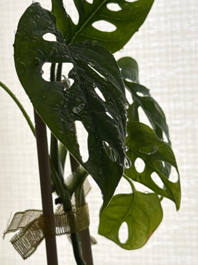 The image shows a close-up of a Monstera adansonii plant with water droplets on its leaves. The plant has dark green leaves with natural holes. The leaves are supported by thin, dark brown stakes, which are tied together with a textured, light brown ribbon. The background is a blurred, light-colored fabric with a subtle grid pattern, likely a curtain or wall covering. The lighting suggests the plant is indoors, possibly near a window, with a diffused light source. There are no people or animals visible in the image. The photograph captures the intricate details of the plant's foliage and the water droplets, emphasizing its natural beauty. The location of Troitske, Ukraine, is not visually represented in the image.