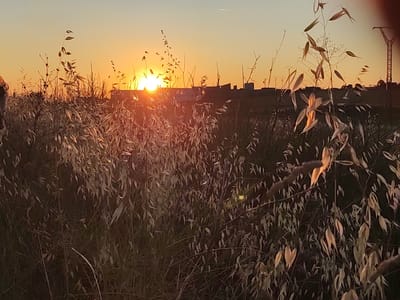 This is a landscape photograph taken in Valverde de Leganés, Spain, during sunset. The foreground is dominated by tall grasses and reeds, their dried stalks and leaves illuminated by the warm glow of the setting sun. In the middle ground, a silhouette of industrial buildings and structures is visible against the orange and yellow hues of the sky. The sky transitions from a soft orange near the horizon to a pale blue at the top of the frame. A faint contrail from an airplane is visible in the upper portion of the sky. On the right side of the frame, a tall electricity pylon with cross-arms is partially visible. The overall impression is one of rural tranquility at the end of the day.