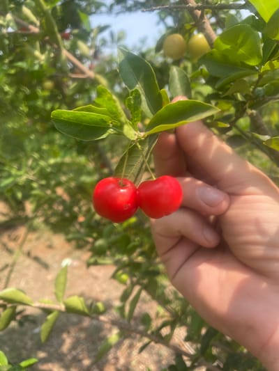 A close-up shot captures a human hand gently interacting with a plant, holding two vibrant red fruits still attached to a leafy branch. The fruits are small, round, and glossy, with a distinct lobed appearance, strongly resembling acerola cherries or similar small berries. One fruit is positioned directly above the other, both connected to the same stem.
The plant features numerous oval-shaped green leaves, some sharply in focus in the foreground, showcasing their veins and texture. Other leaves and branches create a lush, blurred green backdrop. Further back on the branch, several unripe, yellowish-green fruits are visible, indicating different stages of fruit development.
The scene is set outdoors under bright daylight, with clear illumination on the hand and leaves, and natural shadows suggesting a sunny day. The background consists of out-of-focus foliage and light patches, possibly indicating open sky or sun-drenched ground. The image evokes a sense of natural harvest or observation within a garden or orchard environment. No visible text is present in the image. This scene takes place in Dhundshi, India.