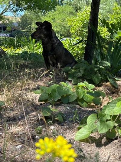 A medium-sized, dark-furred dog with pointed ears is sitting attentively in a sun-dappled outdoor area. The dog is positioned to the left of a tree trunk and is looking off to its left. The immediate foreground is covered in dry grass, soil, and some small pebbles, with a patch of blurred yellow flowers in the lower left corner. Behind the dog and to its right, lush green foliage and large-leafed plants create a dense natural environment. In the background, a weathered, abandoned building with visible structural damage is partially obscured by trees and foliage. The scene is consistent with an overgrown, neglected area, potentially on the outskirts of an urban environment. Given the context of Odesa, Ukraine, this could depict a semi-wild or abandoned lot within or near the city, possibly an area impacted by recent events or historical neglect.