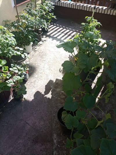 The image depicts an outdoor patio area, likely a balcony or rooftop, with various potted plants. The ground is paved with concrete. Several tomato plants, supported by wooden stakes, are visible in black and white pots. In the foreground and to the left, strawberry plants are growing in dark brown and clear plastic containers, with some red strawberries visible. A large zucchini plant with broad green leaves is prominent in the right foreground, also in a black pot. The plants are arranged in rows and appear to be well-maintained. The scene is lit by sunlight, casting distinct shadows from the plants and a slatted structure in the background. A brick wall runs along the top edge of the background. The image is taken from a high angle looking down. No people are present in the scene. The location is identified as Reda, Poland.