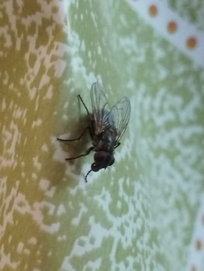 A close-up, eye-level shot shows a single housefly with transparent wings resting on a light green textured surface with a white patterned overlay. The fly is positioned in the center-left of the frame, facing towards the bottom left. Its body is dark grey and brown, with prominent compound eyes and visible legs. The background surface is slightly out of focus, showing a mottled pattern of light green and white, with some orange circular details visible in the upper right corner. The lighting is dim, casting a subtle shadow from the fly onto the surface. The scene appears to be an indoor setting, possibly a table or countertop, in Voroshylivka, Ukraine.