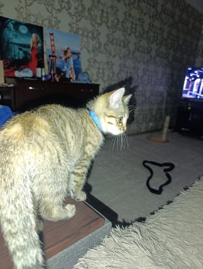 A tabby cat with a blue collar is standing on a wooden surface, looking to the right. The cat has a light brown coat with darker stripes. In the background, there are two framed pictures on the wall, a television screen, and a cat scratching post. The floor is covered with a patterned rug. The scene appears to be indoors, likely a living room. The location is identified as Manhush, Ukraine.