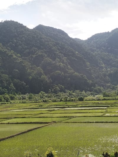The image shows a landscape in Meunasahmesjid, Indonesia, featuring rice paddies in the foreground and forested mountains in the background. The rice paddies are arranged in a series of horizontal terraces with green rice plants growing in them. The mountains are covered in dense, lush vegetation. The sky is overcast.