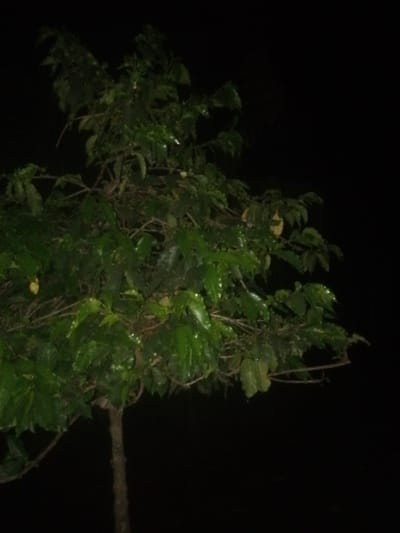 A young, leafy tree stands against a pitch-black backdrop. Its slim trunk rises to support a canopy of dense, green foliage. The leaves appear glossy, possibly wet, and are illuminated just enough to be discernible. Branches extend in various directions, creating an intricate network. The darkness surrounding the tree emphasizes its silhouette. The image is stark and minimal, focusing on the contrast between the organic form and the void.
