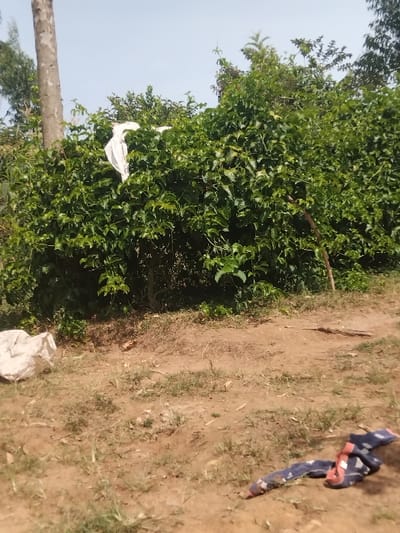 A vibrant bush filled with dense foliage dominates the left side of the image. Some trash is caught in the branches. Bare ground mixed with patches of grass covers the right half. A piece of cloth lies discarded on the ground. In the background, a clear sky is visible above the lush greenery. A tree trunk appears at the bottom-left. More white trash is visible by the road at the bottom.