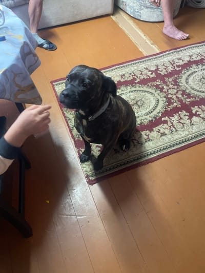 An indoor scene, likely a residential interior in Sarzhenka, Russia, features a brindle-colored dog, possibly a Staffordshire Bull Terrier, sitting on a patterned rug. The dog is facing left, with its head turned towards the viewer. A person's legs are visible in the upper left corner, wearing socks and sandals. To the left, a table covered with a light-colored cloth with gold and pink patterns is partially visible. The flooring appears to be wooden planks. In the lower left, a shadow suggests the presence of furniture. A small yellow object is on the floor near the furniture's leg. The lighting suggests it is daytime, possibly with natural light from a window.