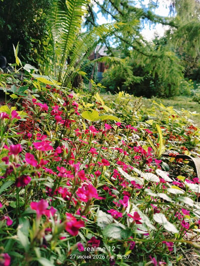 A close-up, low-angle outdoor shot captures a dense patch of vibrant pink flowers and green foliage in what appears to be a garden. The flowers, small and delicate, are clustered on slender stems, with some in full bloom and others as buds. The leaves are varied in shape and shade, with some broad and lime-green, others narrow and dark green. In the background, out of focus, are hints of larger green plants, including ferns, and the suggestion of trees and a building, possibly a house. The lighting indicates it's daytime, with sunlight illuminating the scene from above and slightly to the right, creating highlights on the leaves and flowers. The timestamp at the bottom reads "realme 12 27 июня 2026 г. в 15:57". The location is identified as Novoe, Russia, suggesting this is a private garden or park in that area. There are no people or animals visible in the frame.