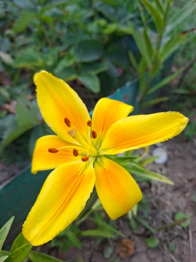 A close-up, eye-level shot shows a vibrant yellow lily in full bloom. The flower's six petals are a bright yellow, transitioning to a deeper orange hue closer to the center. The stamen, tipped with brown anthers, are clearly visible. The background is a blur of green foliage and dark soil, suggesting an outdoor garden setting. The image was captured in Gorkovskiy, Russia.