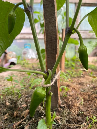 The image shows a close-up of a pepper plant growing indoors, possibly in a greenhouse or grow tent. The plant has several green peppers and large green leaves. The stems of the plant are a vibrant green, with some parts showing a purplish hue, indicating potential stress or a specific varietal characteristic. A thin piece of twine is tied around one of the stems, suggesting it is being supported or trained.
In the background, out of focus, are elements that suggest an indoor growing environment. These include what appears to be a wooden plank or support structure, dry soil or mulch, and glimpses of other vegetation. There are also some translucent plastic bottles visible, which could be used for watering or as part of a hydroponic setup. The lighting suggests it is daytime, with natural light filtering into the space. The overall setting is rustic and focused on the cultivation of the pepper plant. There is no visible text in the image.